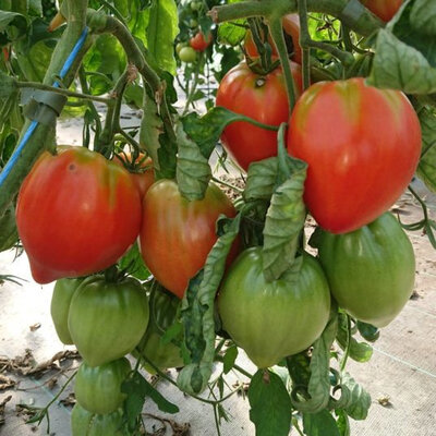 Plant de tomate cœur de bœuf