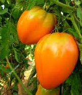Plant de tomate cœur de bœuf orange