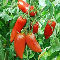 Plant de tomate cornue des andes