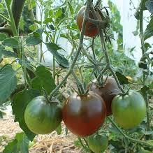 Plant de tomate noire de crimée