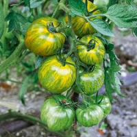 Plant de tomate green zebra