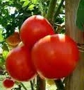 Plant de tomate merveille des marchés