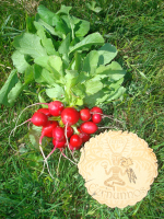 Botte de radis ronds