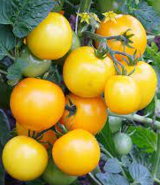 Plant de tomate lemon boy f1