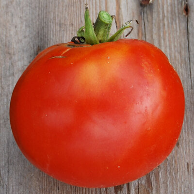 Plant tomate saint-pierre