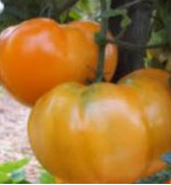 Plant de tomate leeloo f1