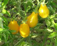 Plant de tomate cerise jaune