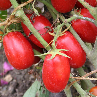 Plant tomate roma