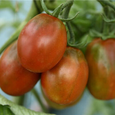 Plant tomate prune noire
