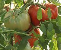 Plant de tomate russe