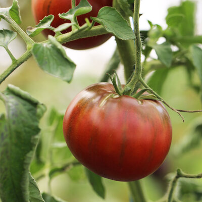 Plant tomate noire de crimée