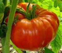 Plant de tomate supersteack