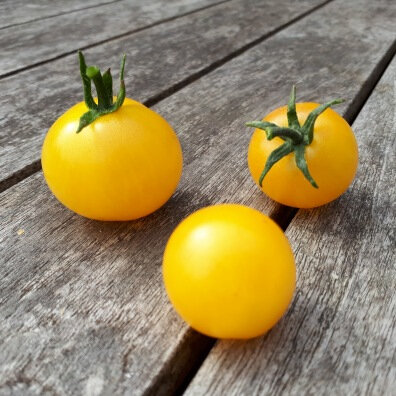 Plant tomate cerise jaune