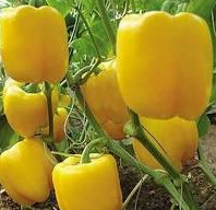 Plant de poivron jaune