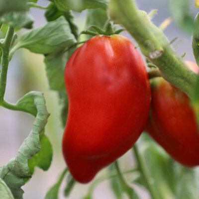 Plant tomate cornue des andes