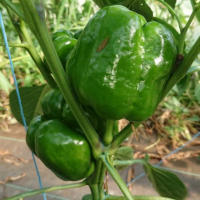 Plant de poivron rouge