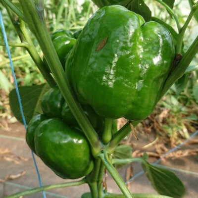 Plant de poivron rouge