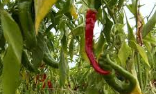 Plant de poivron long des landes