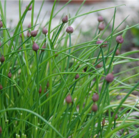 Plant aromatique ciboulette