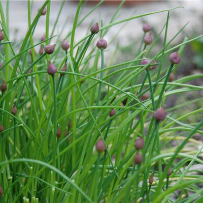 Plant aromatique ciboulette