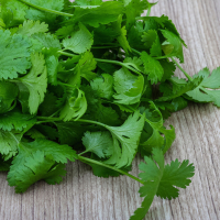 Plant aromatique coriandre