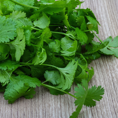 Plant aromatique coriandre
