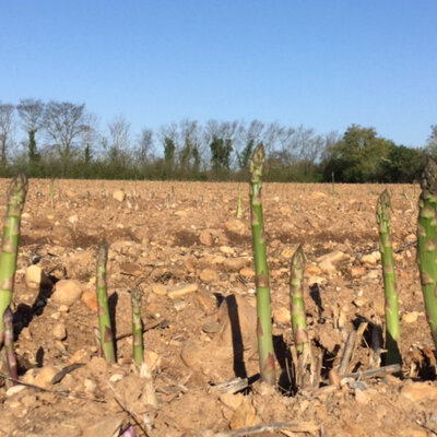 Asperge verte