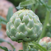 Plant vivace artichaut