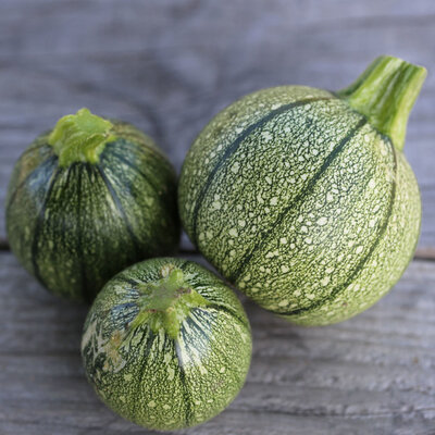 Plant courgette ronde de nice