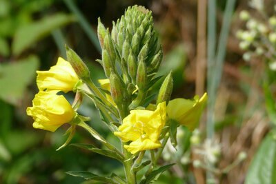 Onagre bisannuelle (oenothera biennis l.)