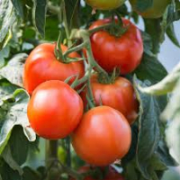 Plant tomate st pierre