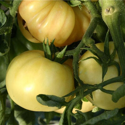 Plant tomate beauté blanche
