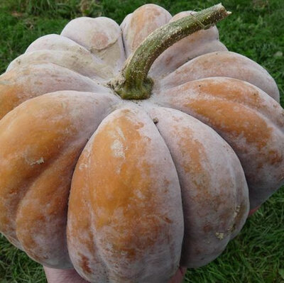 Plant courge muscade