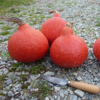 Plant courge potimarron