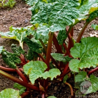 Rhubarbe