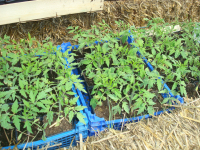 Plant de tomate 'surprise!'