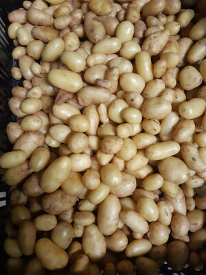Pommes de terre nouvelle grenaille bf15