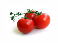 Plant tomate - monda (type montfavet)