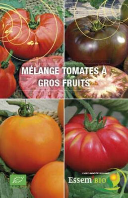 Plant de tomate type gros fruit