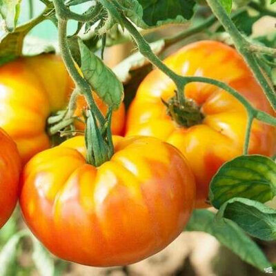 Plant de tomate ananas