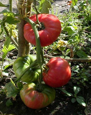 Plant tomate - 1884 (conserves)