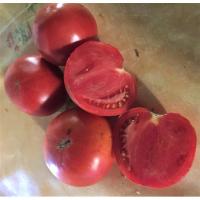 Plant tomate - de monthlery