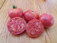 Plant tomate - savignac