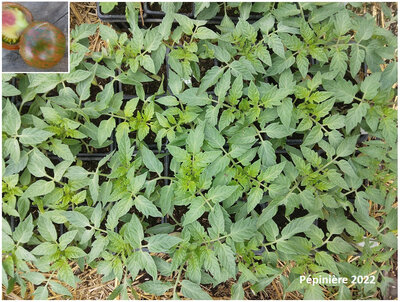 Plant tomate - cassandra