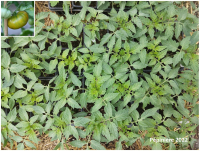 Plant tomate - evergreen