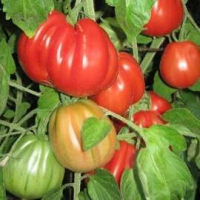 Plant de tomate beefsteak