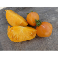 Plant tomate - verna