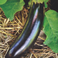 Plant aubergine - diamond