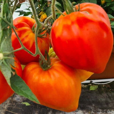 Plant de tomate coeur de boeuf