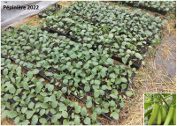 Plant aubergine - louisiana long green